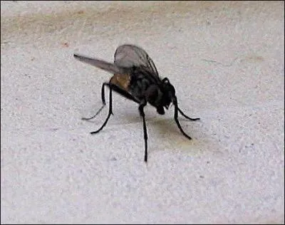 Si je me déguise en bateau, où vais-je vous emmener ?