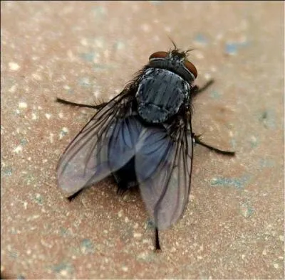 A ce sport, je suis utile :