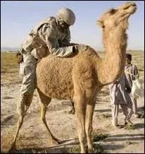 Lorsque l'on doit s'accommoder aux circonstances où à une situation, en faisant avec les moyens du bord, malgré le fait que ce ne soit pas reluisant, on cite l'expression suivante :