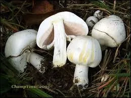 L'agaric champêtre est un champignon, il n'est pas toxique, nous pouvons le déguster sans problème.
