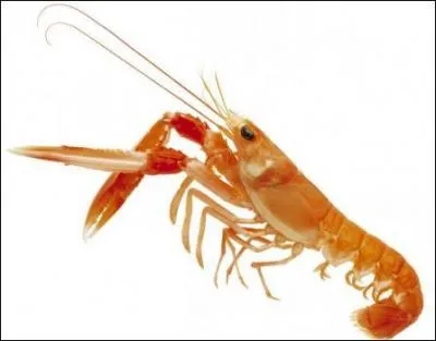 Zoologie. Forme larvaire de certains crustacés :