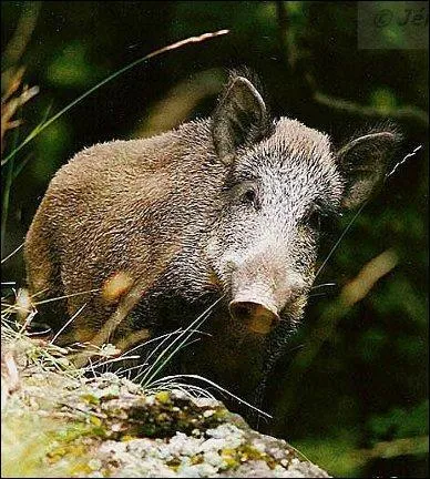 Les deux canines supérieures du sanglier, contre lesquelles s'aiguisent les défenses sont nommées les ... (complétez ! )