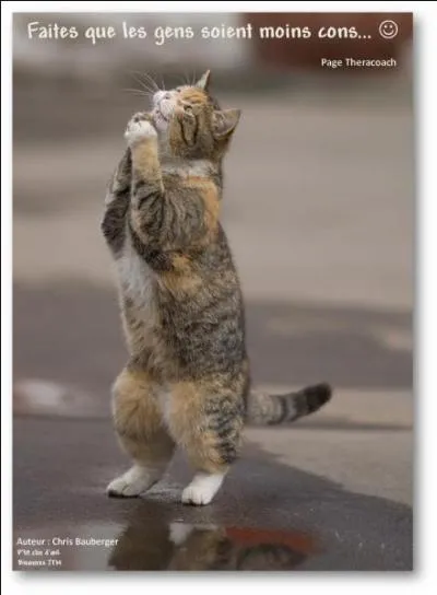 Selon une vieille croyance, combien de vies a un chat ?