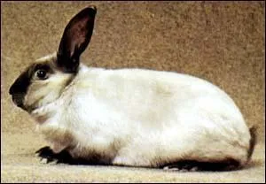 Quel est ce lapin domestique obtenu par plusieurs croisements ?