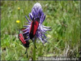 A quel conte vous fait-penser le nom de cette fleur ?