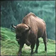 Et qu'en est-il du mâle ?