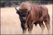 Il existe deux espèces différentes de bisons vivant aujourd'hui, mais lesquelles ?