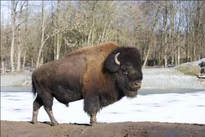 Regardez la photo, quelle est son espèce ?