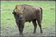 Parlons gestation, combien de temps dure celle de la bisonne ?