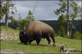 Dans quelles conditions la bisonne met-elle bas ?