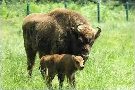 Comment appelle-t-on le petit bison à la naissance ?