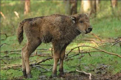Pendant combien de temps la bisonne va-elle allaiter son petit ?