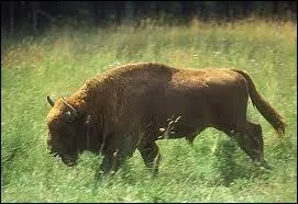 À quel âge, approximativement, la femelle devient-elle mature ?