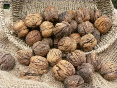 Laisse-le, ce gars est une vieille noix ! Comment est-il ?