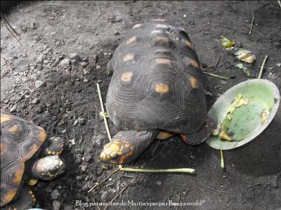 De quel jardin de Martinique cette tortue est-elle la mascotte ?