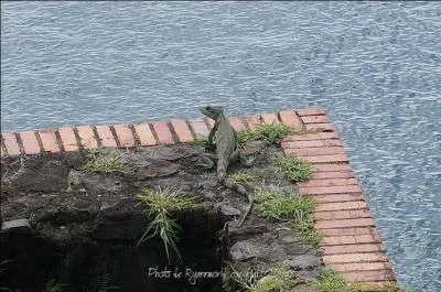 Pourquoi trouve-t-on encore aujourd'hui des iguanes au Fort Saint-Louis ?