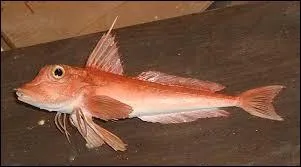 Lequel de ces noms appartient à ce poisson ?