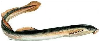 Ces poissons vivent dans les zones tempérées. Qui sont-ils ?