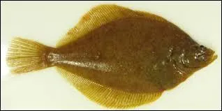 Vrai ou faux - Sur l'image, c'est une limande.