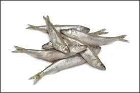 Ce poisson mesure entre 7 et 15 cm. Quel est son nom ?