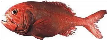 Ce poisson est rouge lorsqu'il est vivant, mais il devient progressivement orange, une fois mort. C'est l'...