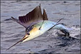 Celui-ci se nourrit de calmars et de poissons. Quel est ce poisson ?