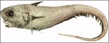 Non, je ne parle pas de l'arbre fruitier, mais d'un poisson, trouvez son nom !