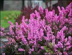 Un bouquet de houx vert et de bruyère...