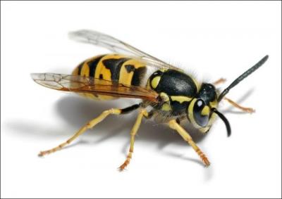 La phobie ou la peur des abeilles, des guêpes ( la photo) etc.