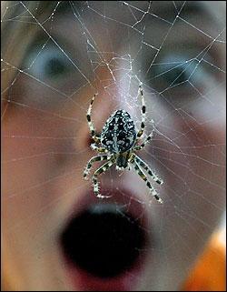 La phobie ou la peur des araignées.