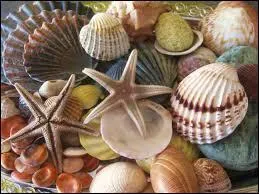 Qui a dit : J'ai une grande collection de coquillages que je disperse sur les plages du monde. Peut-être l'avez-vous vue. ?