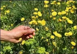 Qui a dit : Le bonheur est une fleur qu'il ne faut pas cueillir. ?