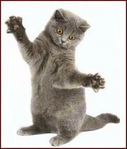 Les chats ont-ils des griffes ?