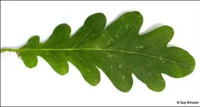 C'est une feuille de ...