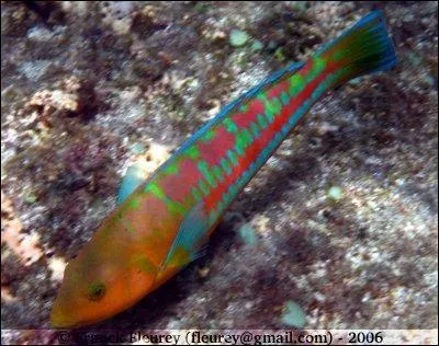 Lequel de ces poissons appelle-t-on "demoiselle" ?