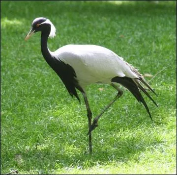 Quel est ce bel échassier ?