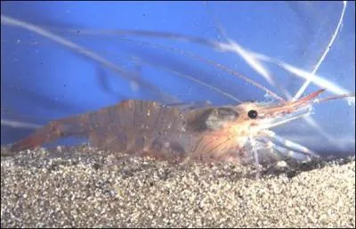 On pêche les crevettes, dans l'eau, avec une épuisette.