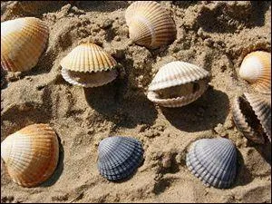 Ces coquillages trouvés dans le sable humide sont des coques.