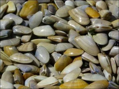Ces petits coquillages bivalves sont des patelles.