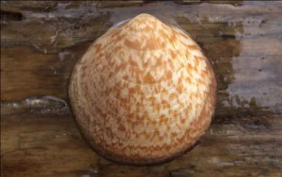 Autre bivalve, cette amande de mer se cache dans les trous, entre les rochers.