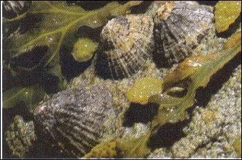 La patelle, à coquille en forme de chapeau chinois appliqué contre les rochers, se nourrit d'algues.