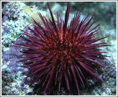 Les parties comestibles de l'oursin sont les cinq glandes sexuelles, les gonades appelées "corail".