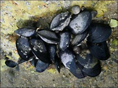 Ce sont des moules d'élevage.