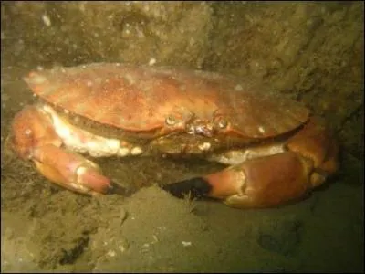 Les tourteaux à ventre blanc sont consommables alors que ceux à ventre jaune sont vides.