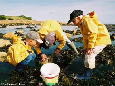 Elle consiste à ramasser les algues.