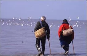 Elle se pratique à marée basse.