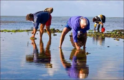 Lorsque la mer se retire, le pêcheur à pied prend possession de l'estrace.