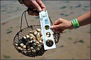 On peut ramasser tous les coquillages.