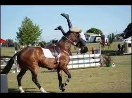 Comment tombe la cavalière ?