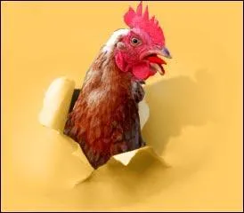 La phobie ou la peur des poulets.